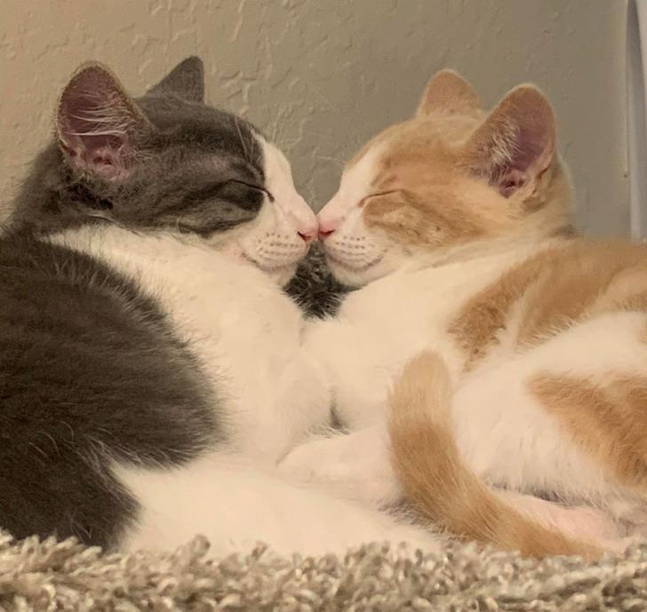 15-αστείες-εικόνες-από-το-διαδίκτυο-