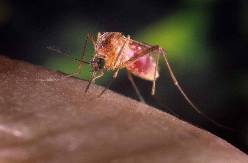 Έκτακτη ανακοίνωση ΕΟΔΥ : Σε έξαρση τα μολυσμένα κουνούπια στην Ελλάδα – Ποιοι θα πρέπει να προσέχουν ιδιαιτέρως