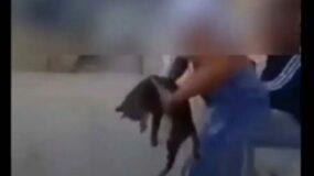 Σοκαριστικό: Μαθήτρια κακοποίησε γατάκι για να κάνει την πλάκα της – Βίντεο