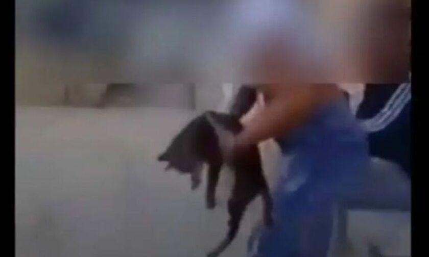 Σοκαριστικό: Μαθήτρια κακοποίησε γατάκι για να κάνει την πλάκα της – Βίντεο