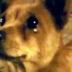Συγκινητικό: Περαστικός τάισε αδέσποτο σκυλάκι και εκείνο έκλαψε από χαρά του
