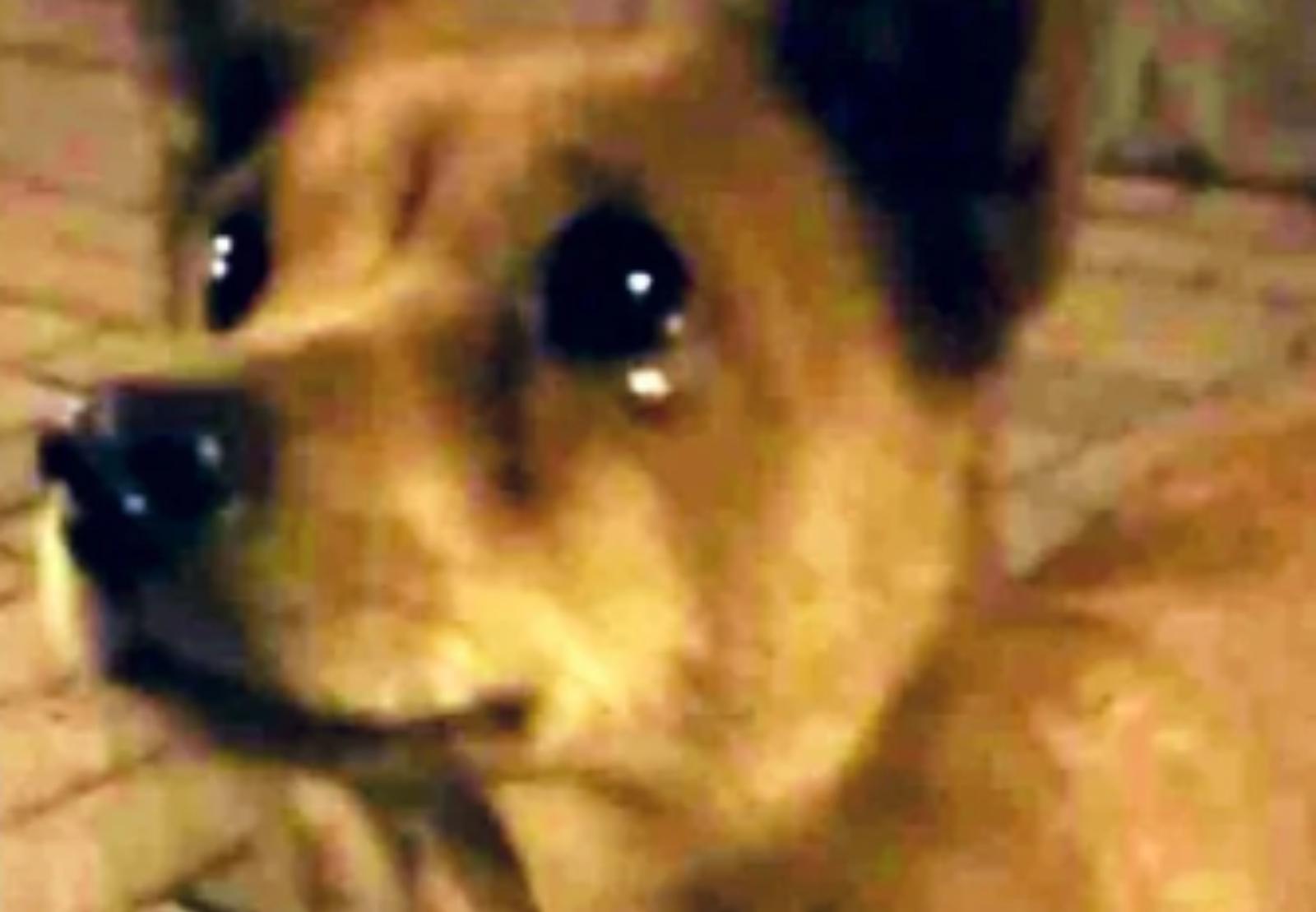 Συγκινητικό: Περαστικός τάισε αδέσποτο σκυλάκι και εκείνο έκλαψε από χαρά του