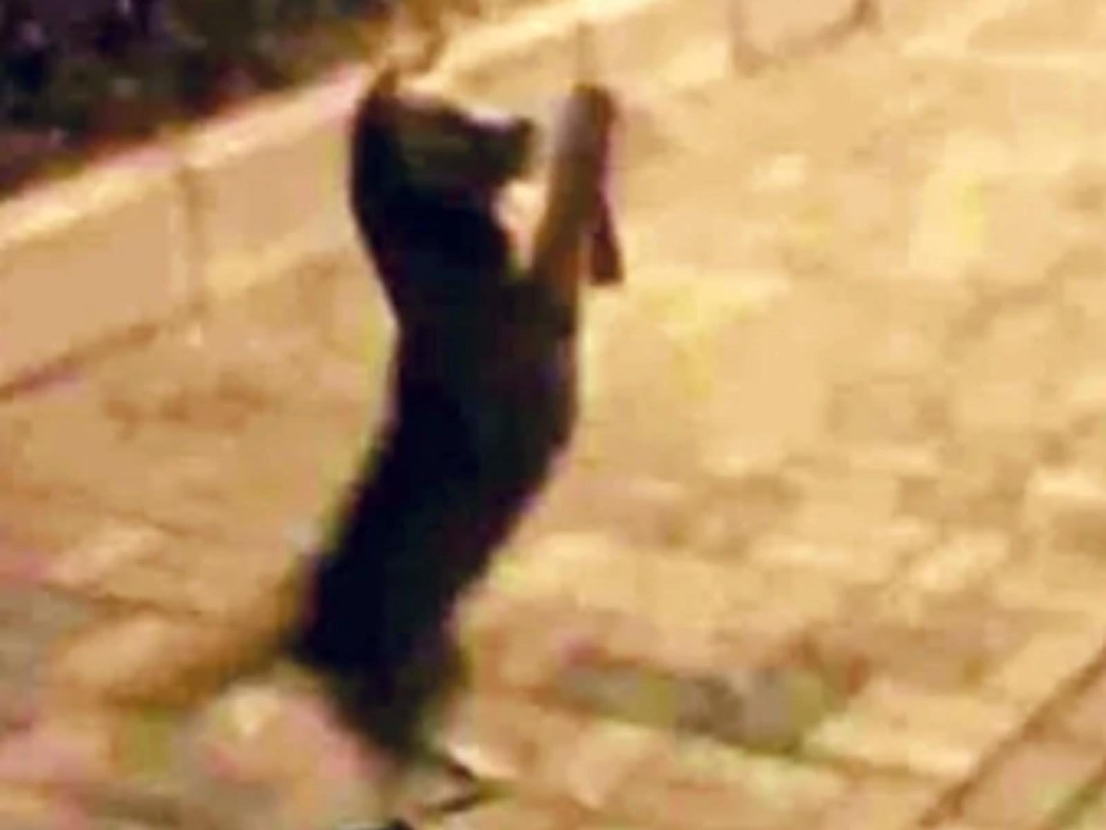 Συγκινητικό: Περαστικός τάισε αδέσποτο σκυλάκι και εκείνο έκλαψε από την χαρά του