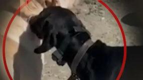 Κακοποίηση ζώου: Άντρας διασκέδαζε βασανίζοντας τον σκύλο του με ηλεκτροσόκ