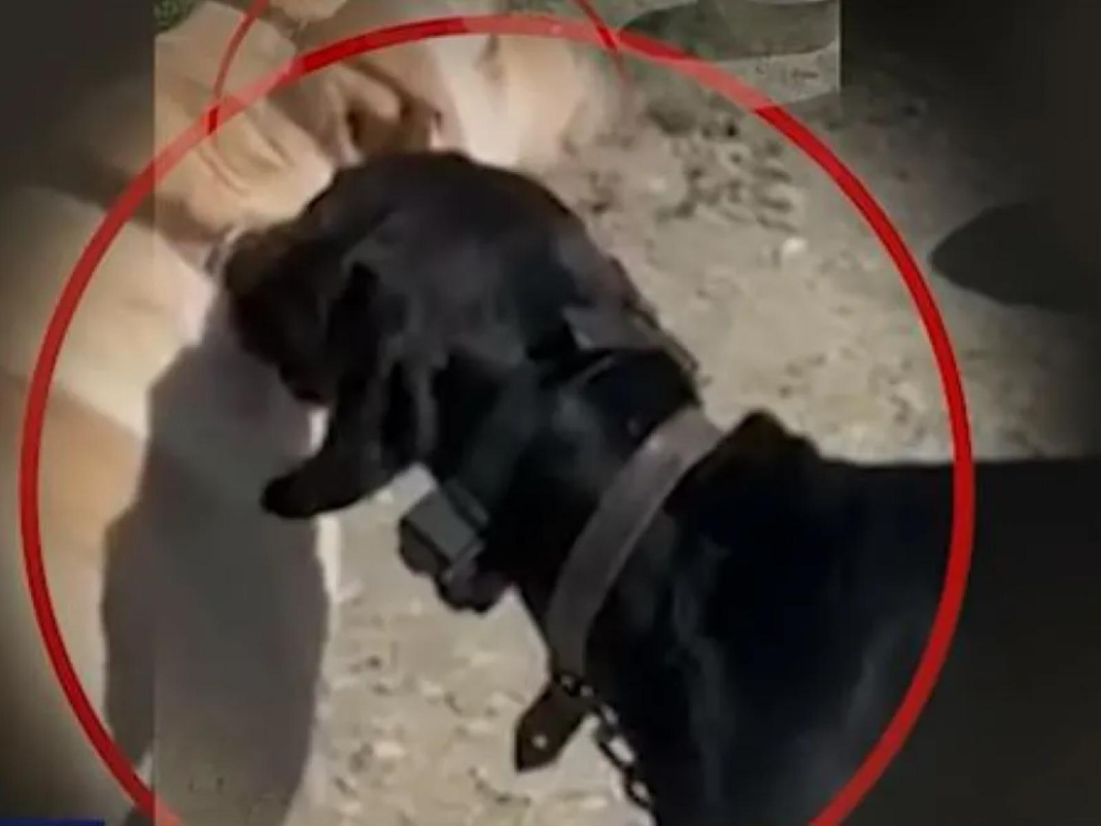 Κακοποίηση ζώου: Άντρας διασκέδαζε βασανίζοντας τον σκύλο του με ηλεκτροσόκ
