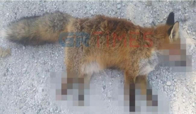 Που θα φτάσουμε ακόμα : Βασάνισαν και ακρωτηρίασαν αλεπού- Τo ζώο πέθανε από αιμορραγία