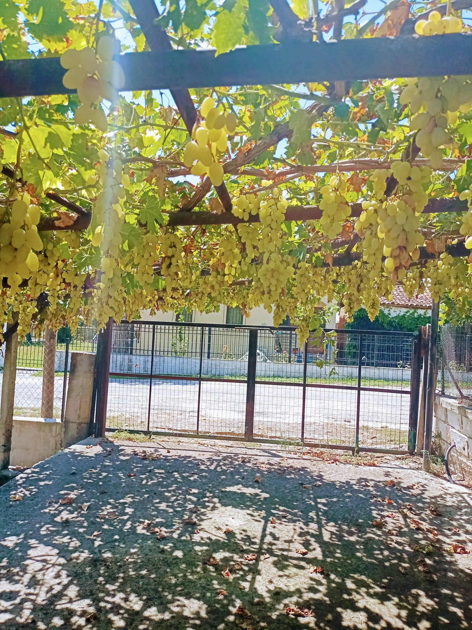 συνταγή-για-κομπόστα-σταφύλι-