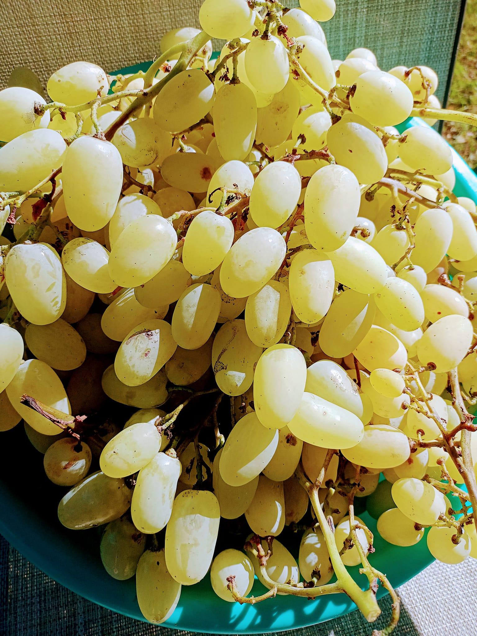 Κομπόστα σταφύλι