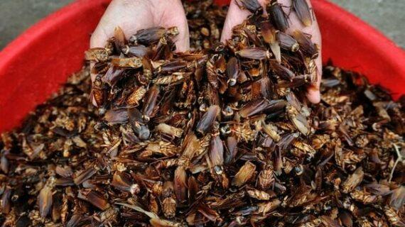 Εταιρεία δίνει μεγάλο ποσό για να φιλοξενήσετε 100 κατσαρίδες στο σπίτι σας
