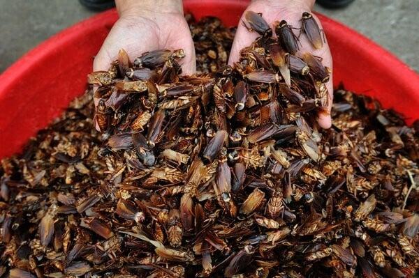 Εταιρεία δίνει μεγάλο ποσό για να φιλοξενήσετε 100 κατσαρίδες στο σπίτι σας