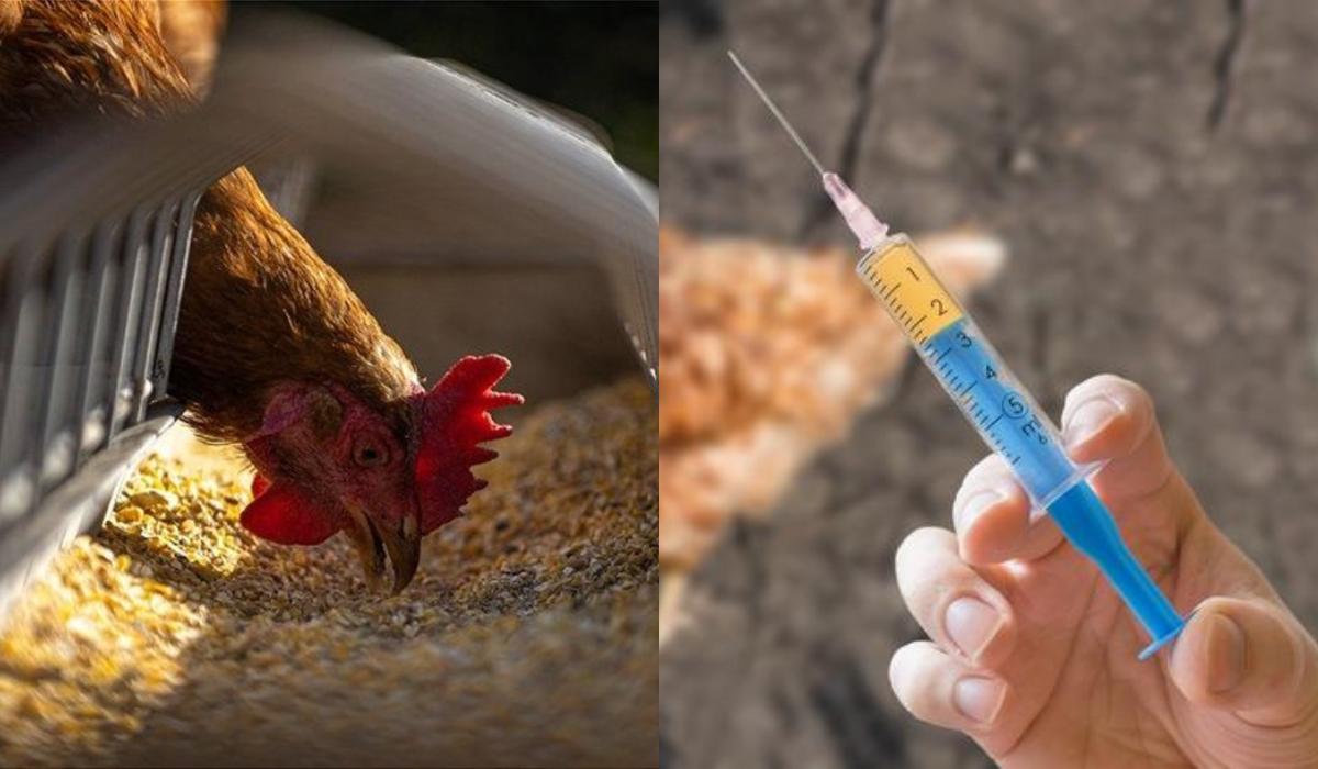 Γρίπη των πτηνών : Συναγερμός με την αύξηση κρουσμάτων κοντά στη χώρα μας – Τι πρέπει να γνωρίζουν όσοι έχουν κότες