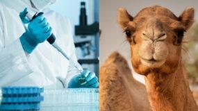 Συναγερμός για τον θανατηφόρο ιό της καμήλας – Τα 5 συμπτώματα