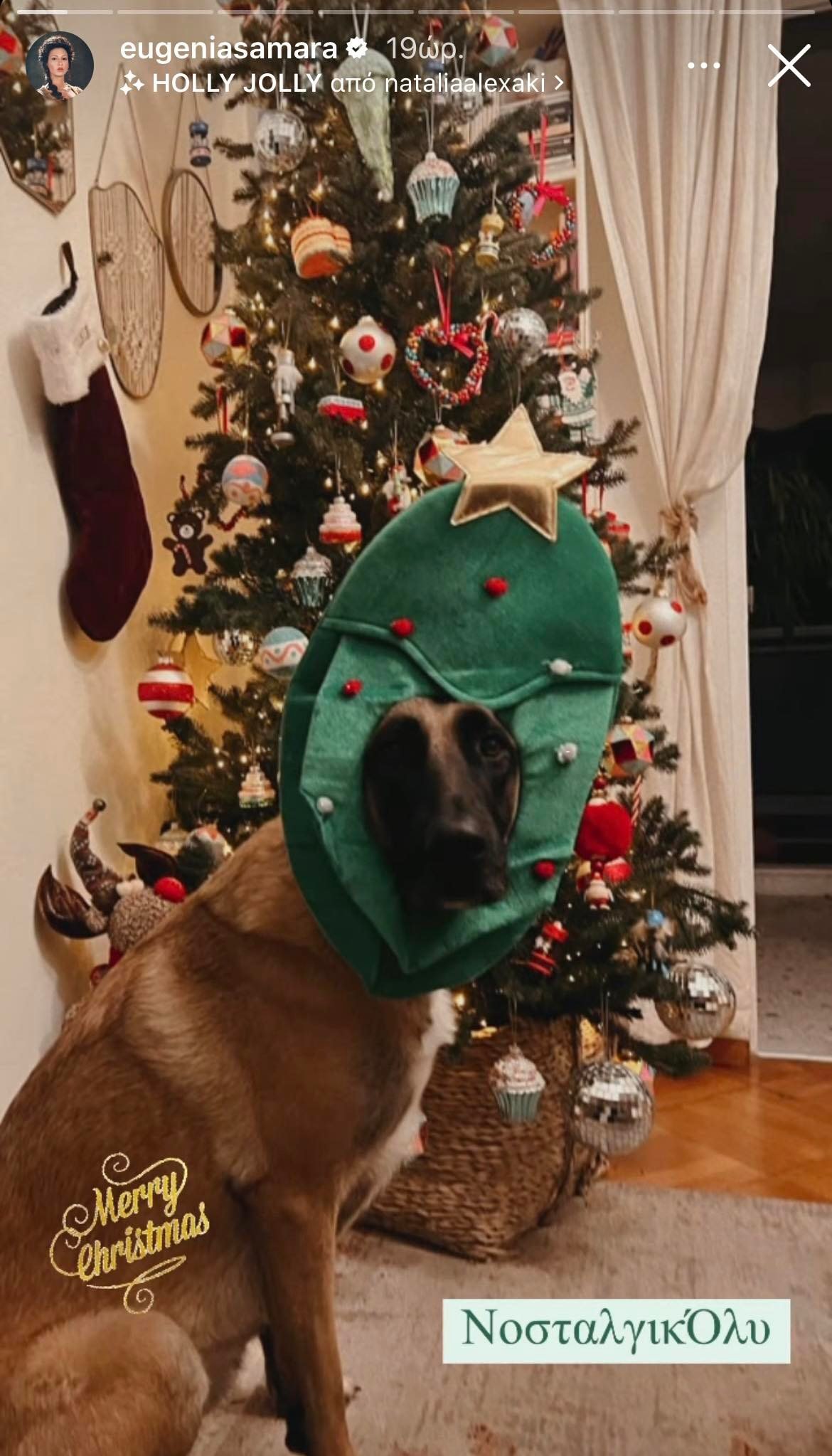 Ευγενία Σαμαρά – Γιάννης Ποιμενίδης: Στόλισαν Χριστουγεννιάτικο δέντρο – Σε Christmas mood και ο σκύλος τους