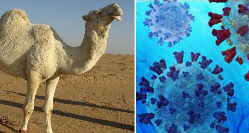 ιός-της-καμήλας-γρίπη-στρεπτόκοκκος-προστασία-στα-παιδιά-