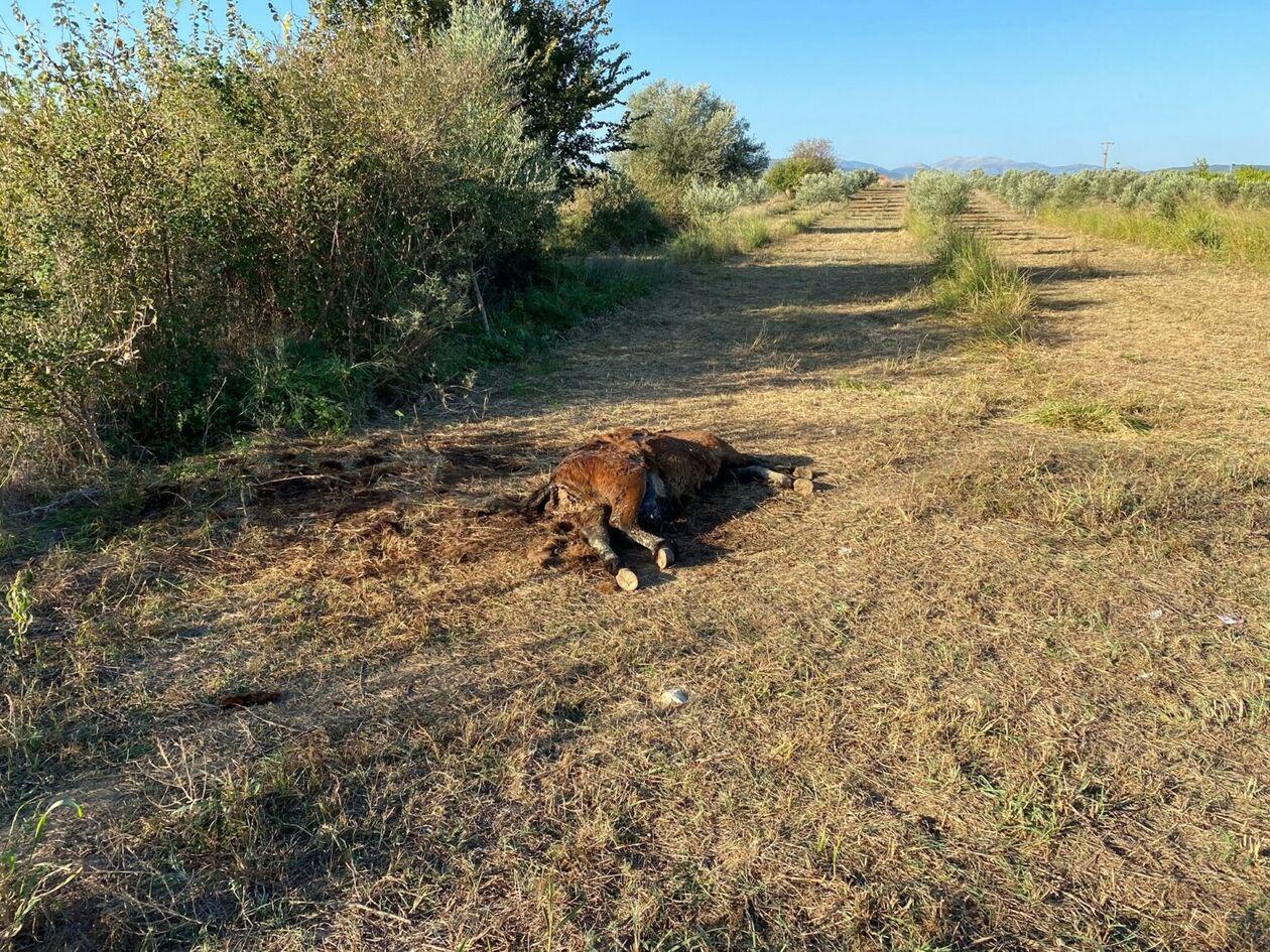 Πόσο απάνθρωπο : Πυροβόλησαν και σκότωσαν άγρια προστατευόμενα άλογα
