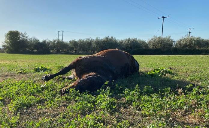 Πόσο απάνθρωπο : Πυροβόλησαν και σκότωσαν άγρια προστατευόμενα άλογα