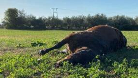 Πόσο απάνθρωπο : Πυροβόλησαν και σκότωσαν άγρια προστατευόμενα άλογα