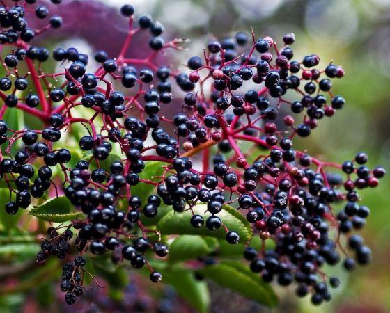 Σαμπούκος: Το φυτό που βγάζει εκτός όλες τις ιώσεις
