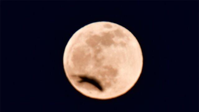 Φεγγάρι του λύκου : Τι είναι η μικρό Σελήνη του Ιανουαρίου και ποτέ πέφτει