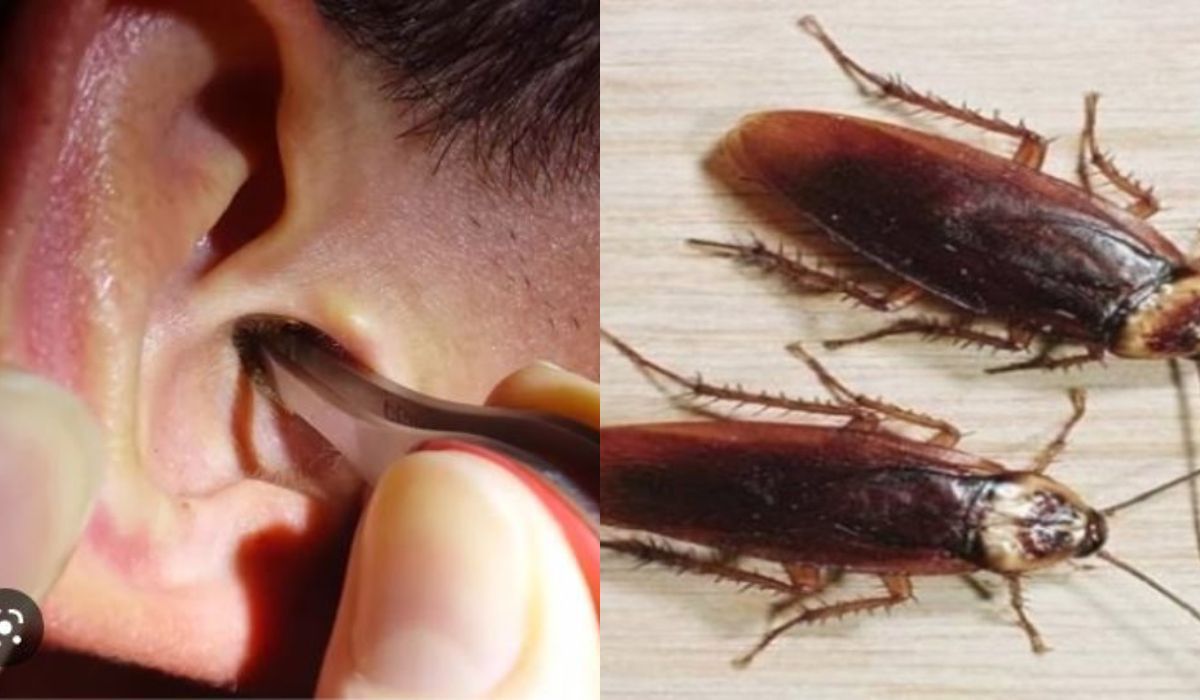 Λάρισα : Γυναίκα πήγε στο νοσοκομείο με κατσαρίδα στο αυτί της