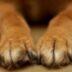 Φρίκη στην Πάτρα  :  Οδηγός τραβούσε σκύλο με αλυσίδα