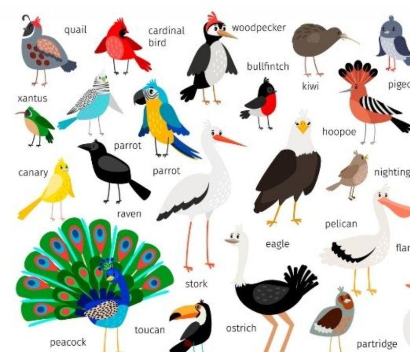 Τί πουλί είσαι ανάλογα το μήνα που γεννήθηκες; Το τεστ που θα σε εκπλήξει