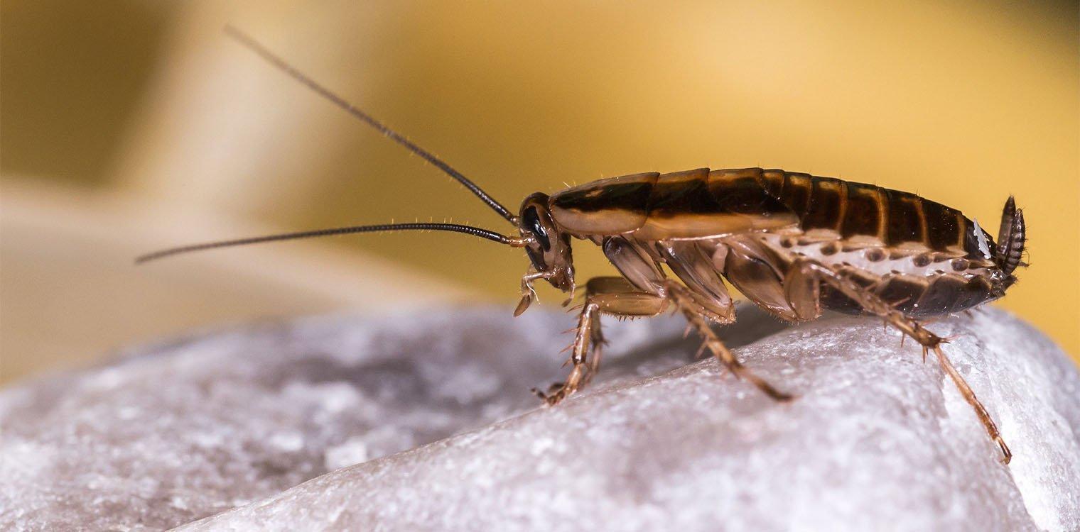 Μοναδική προσφορά για του Αγίου Βαλεντίνου: Τώρα μπορείς να βαφτίσεις μια κατσαρίδα με το όνομα του πρώην σου
