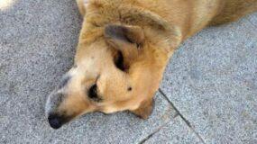 Σέρρες : Έσβησε το τσιγάρο του στο κεφάλι αδέσποτου σκύλου