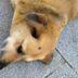 Σέρρες : Έσβησε το τσιγάρο του στο κεφάλι αδέσποτου σκύλου