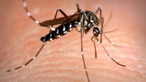 Υγειονομικός συναγερμός:  Μετά από δεκαετίες, καταγράφηκε νεκρός από σπάνια ασθένεια που μεταδίδουν τα κουνούπια