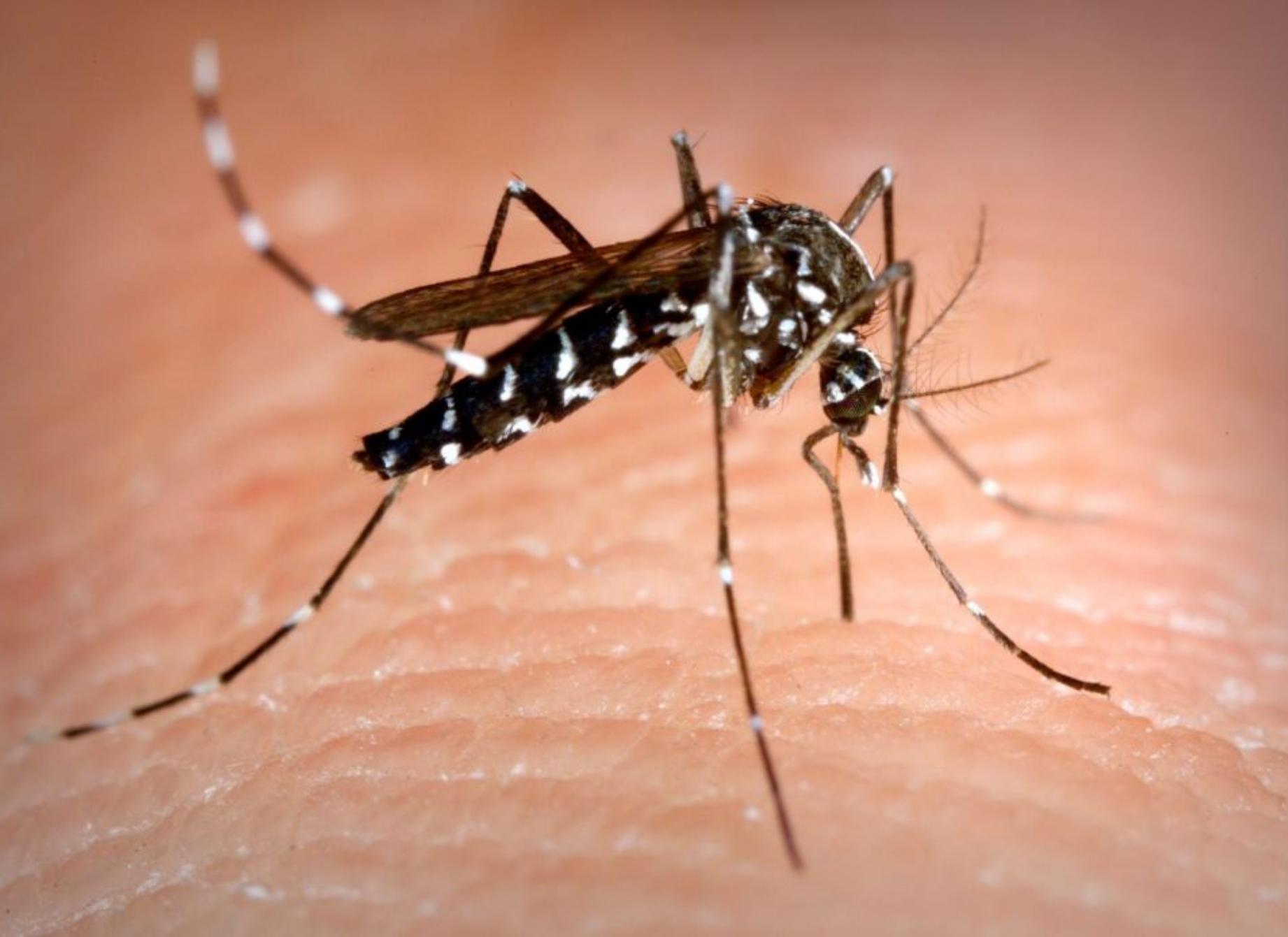 Υγειονομικός συναγερμός:  Μετά από δεκαετίες, καταγράφηκε νεκρός από σπάνια ασθένεια που μεταδίδουν τα κουνούπια
