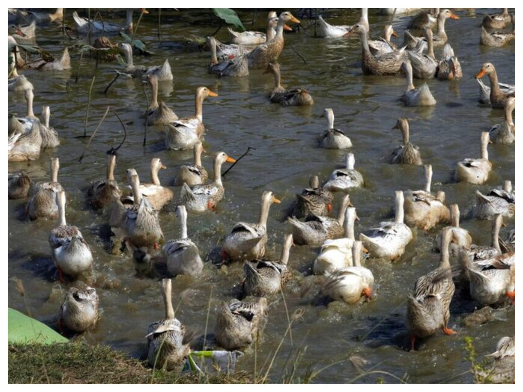 Συναγερμός από τον ΠΟΥ για τη γρίπη H5N1: Νεκρό ένα 11χρονο κορίτσι