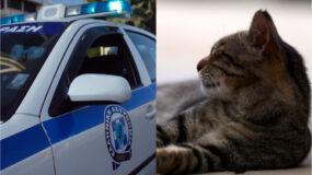 Θεσσαλονίκη : Συνελήφθη 64χρονος που κλώτσησε αδέσποτη γάτα – To πρόστιμο που πλήρωσε