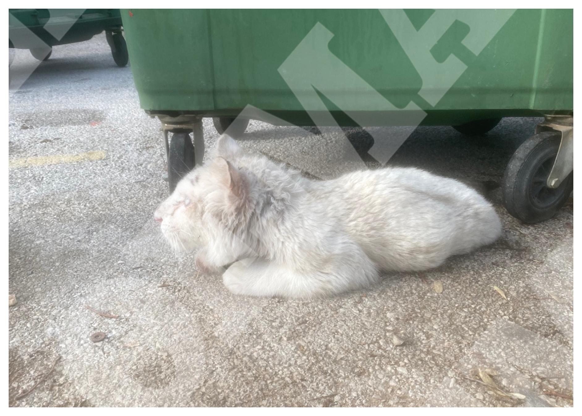 Αττικό Πάρκο: Τιγράκι βρέθηκε εγκαταλελειμμένο στα σκουπίδια