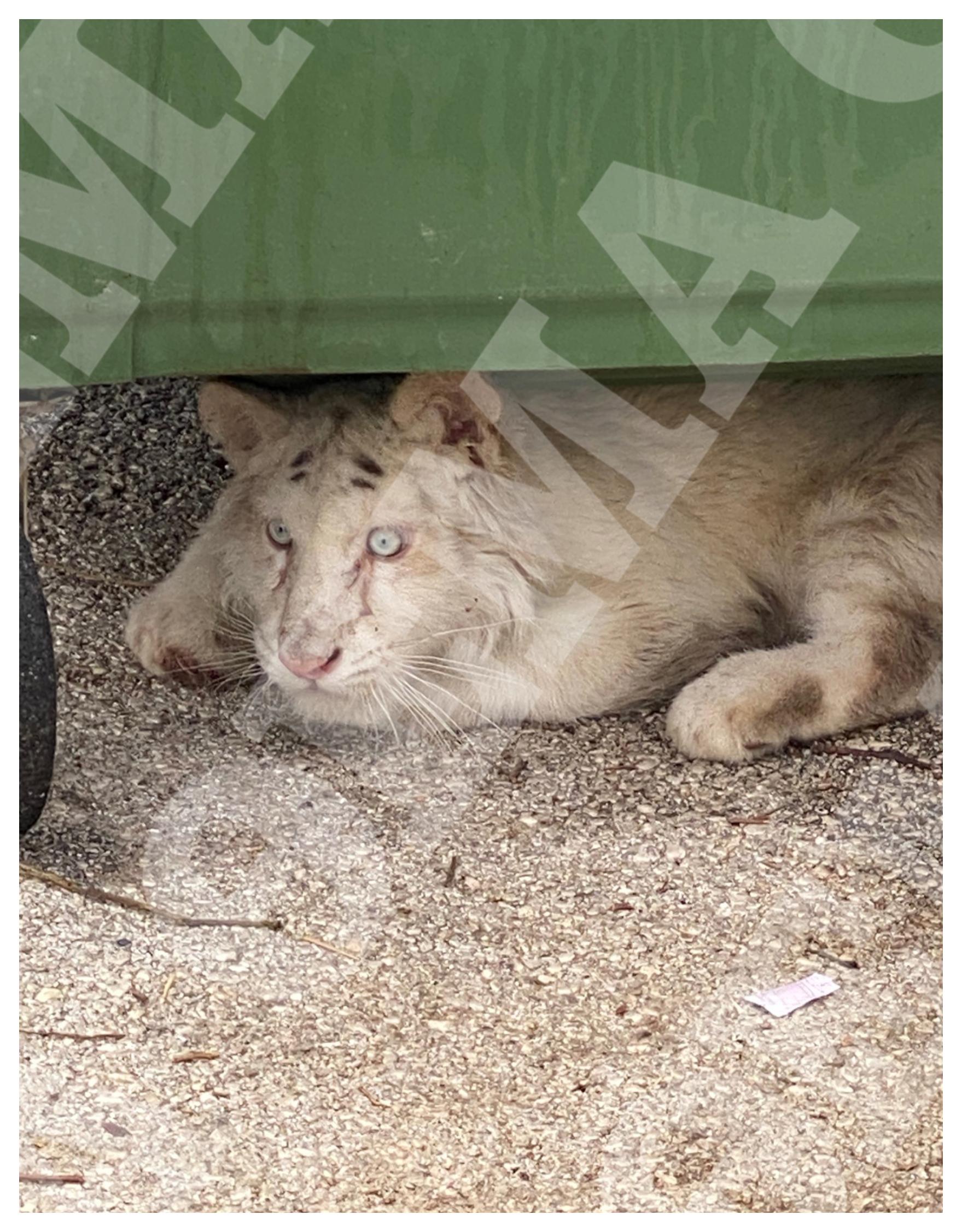Αττικό Πάρκο: Τιγράκι βρέθηκε εγκαταλελειμμένο στα σκουπίδια