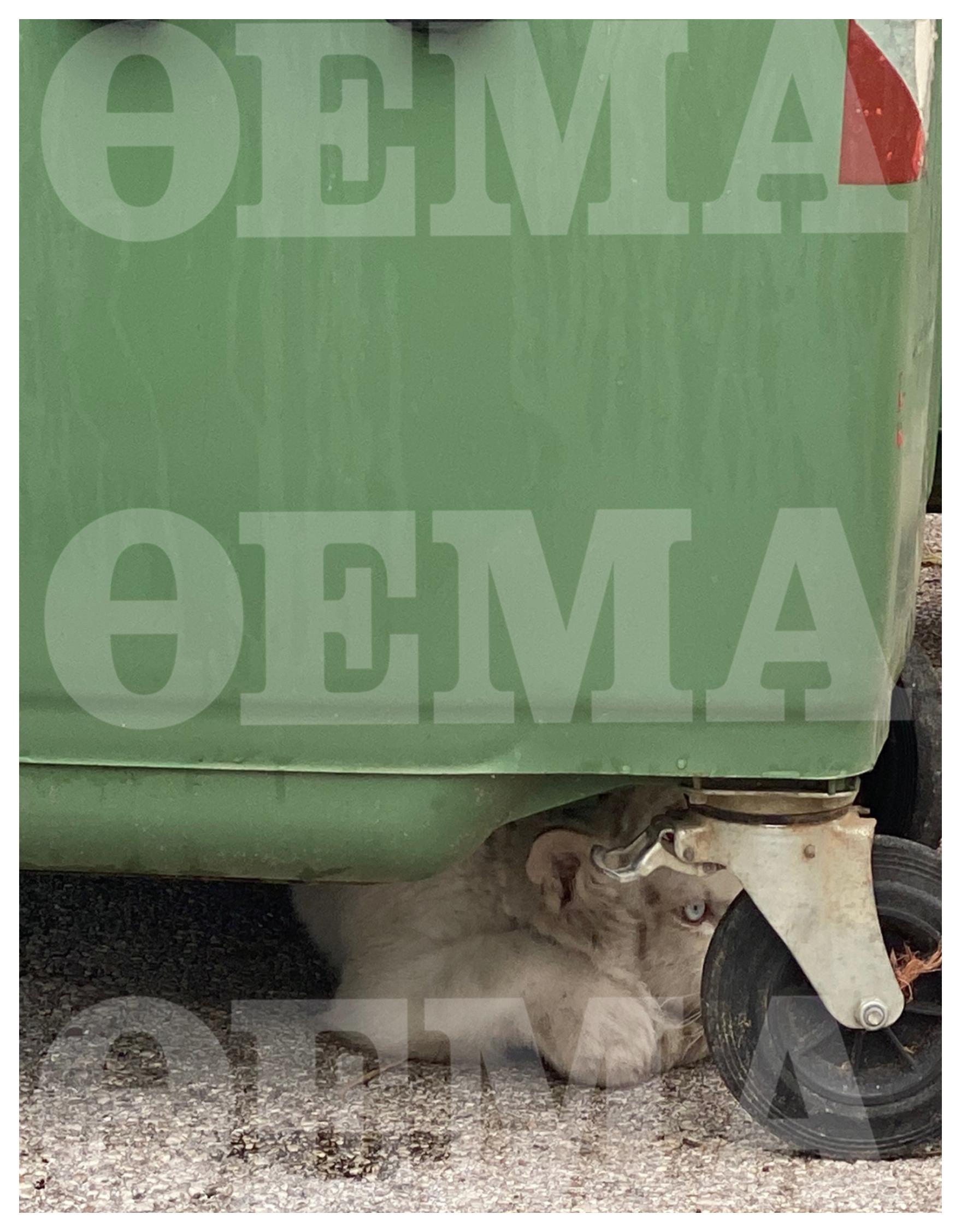 Αττικό Πάρκο: Τιγράκι βρέθηκε εγκαταλελειμμένο στα σκουπίδια