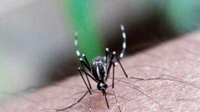 Συναγερμός για τον ιο Τσικουνγκούνια που μεταδίδουν τα κουνούπια