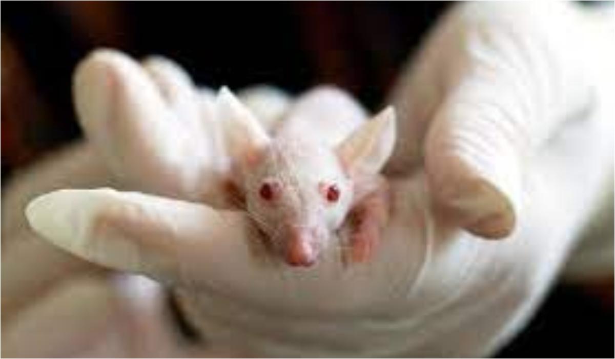 Έγινε και αυτό :  Επιστήμονας έφτιαξε ωάρια από αρσενικά κύτταρα ποντικιών – Ανοίγει ο δρόμος για μωρά με 2 πατέρες