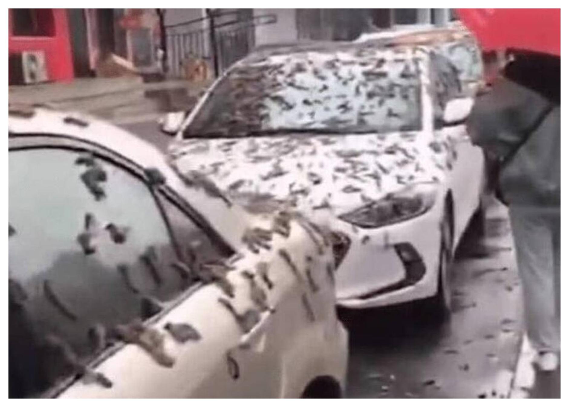 Μυστήριο φαινόμενο: Πέφτουν σκουλήκια από τον ουρανό (βίντεο)