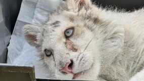 Αττικό Πάρκο: Παρέμβαση εισαγγελέα για το άτυχο τιγράκι που βρέθηκε σε κάδο – Πως είναι η υγειά του