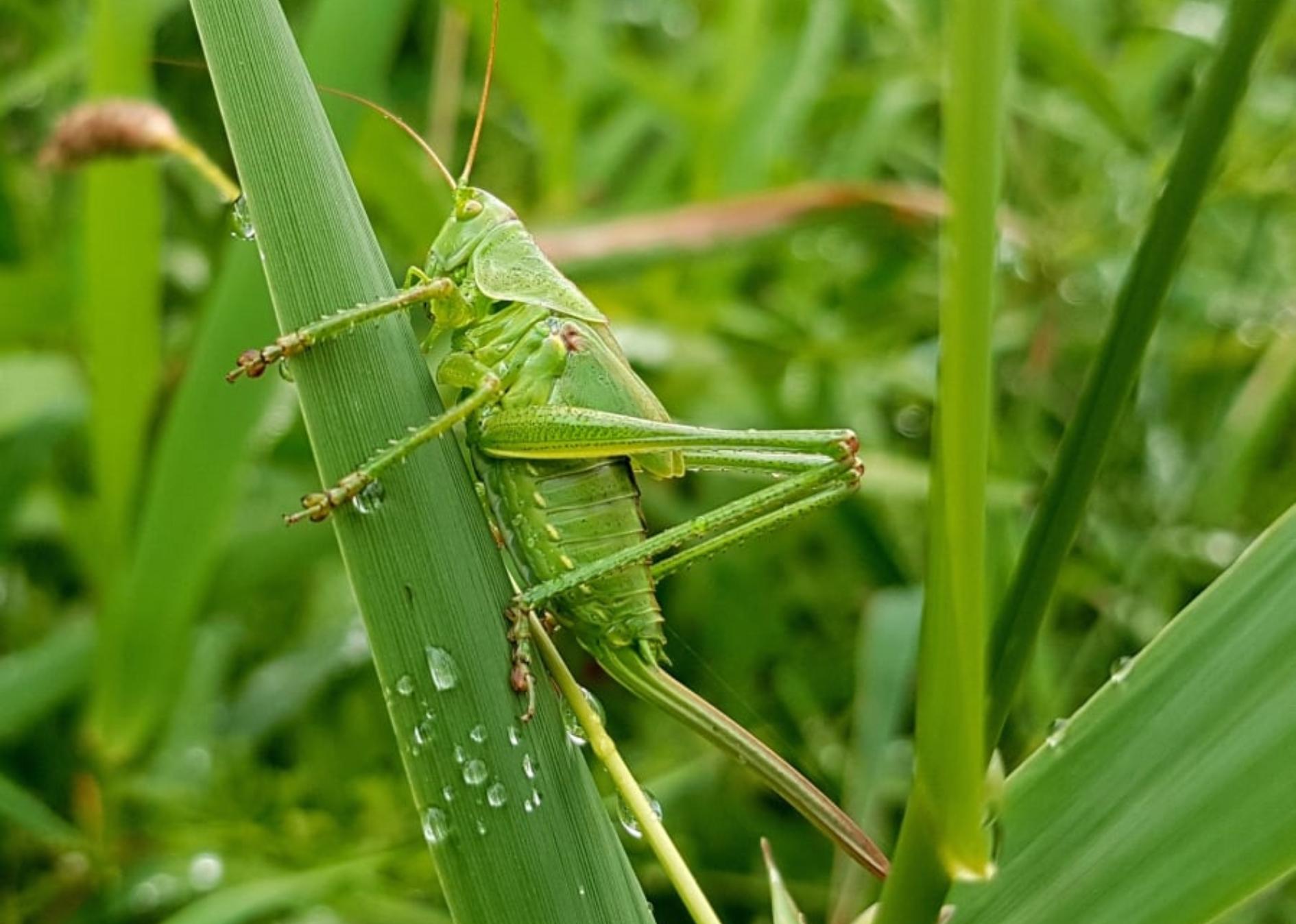 Aνησυχία στους επιστημονικούς φορείς προκαλεί η έγκριση στα τρόφιμα με αλεύρι από γρύλο, αλευροσκουλήκι και ακρίδα
