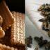 Aνησυχία στους επιστημονικούς φορείς προκαλεί η έγκριση στα τρόφιμα με αλεύρι από γρύλο, αλευροσκουλήκι και ακρίδα
