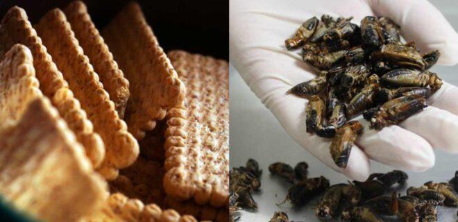 Aνησυχία στους επιστημονικούς φορείς προκαλεί η έγκριση στα τρόφιμα με αλεύρι από γρύλο, αλευροσκουλήκι και ακρίδα