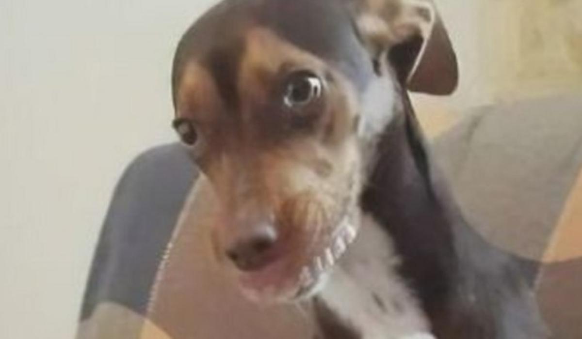 Έψαχναν για ώρες τη μασέλα γιαγιάς και τελικά τη φορούσε ο σκύλος