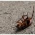 Γιατροί αφαίρεσαν κατσαρίδα από κόλπο γυναίκας