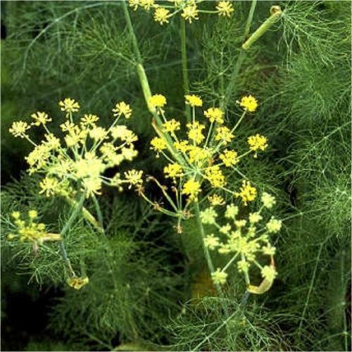 αδυνατιστικά βότανα-για-να-χάσουμε-κιλά-μετά-το-Πάσχα- αδυνατιστικά βότανα-για-να-χάσουμε-κιλά-μετά-το-Πάσχα-