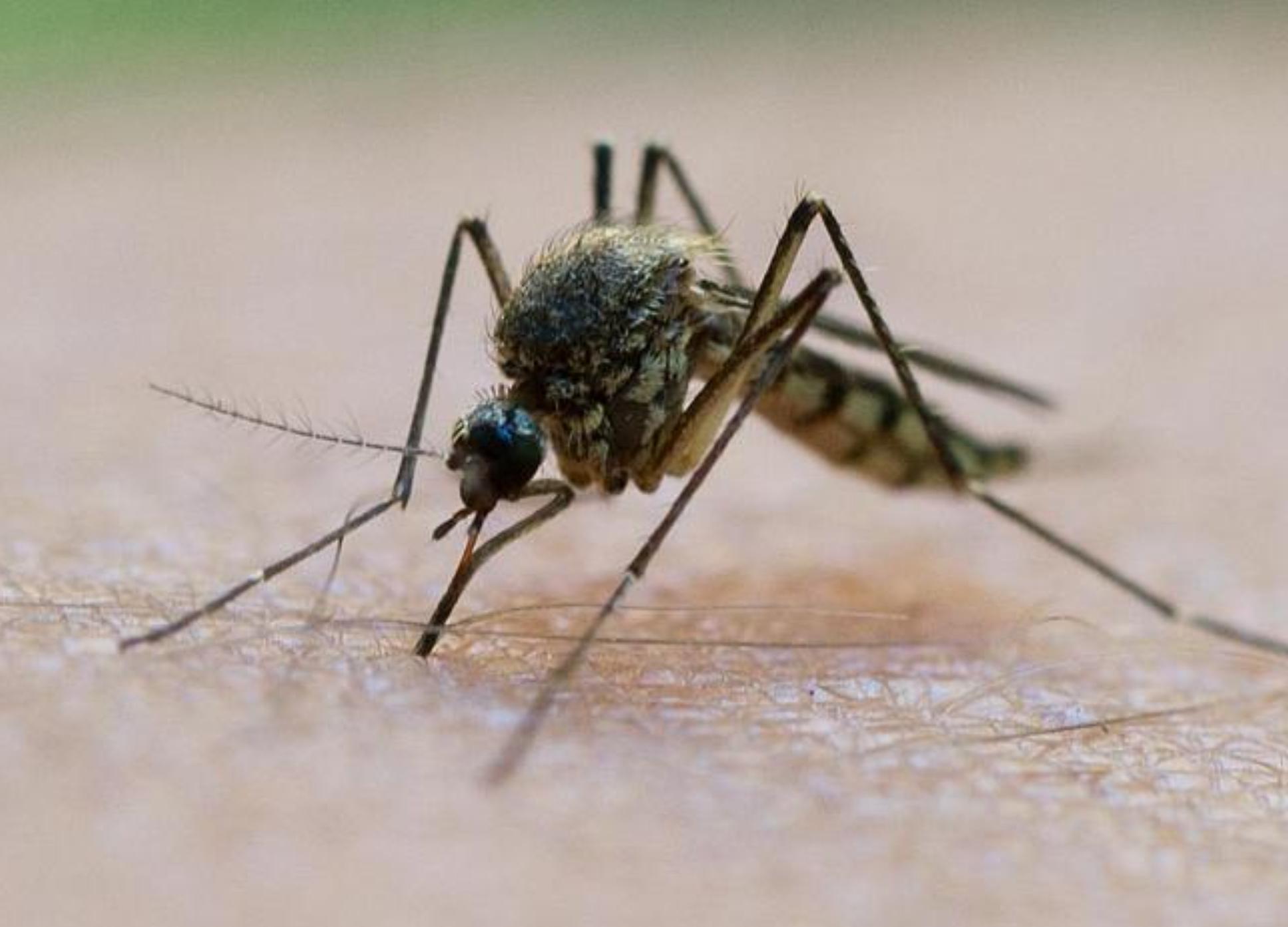 Αλλεργία στο τσίμπημα κουνουπιού: Αυτά είναι τα ανησυχητικά συμπτώματα που πρέπει να σας κινητοποιήσουν