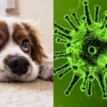 Συναγερμός με την γρίπη των σκύλων : Επιστήμονες προειδοποιούν για νέο επικίνδυνο ιό