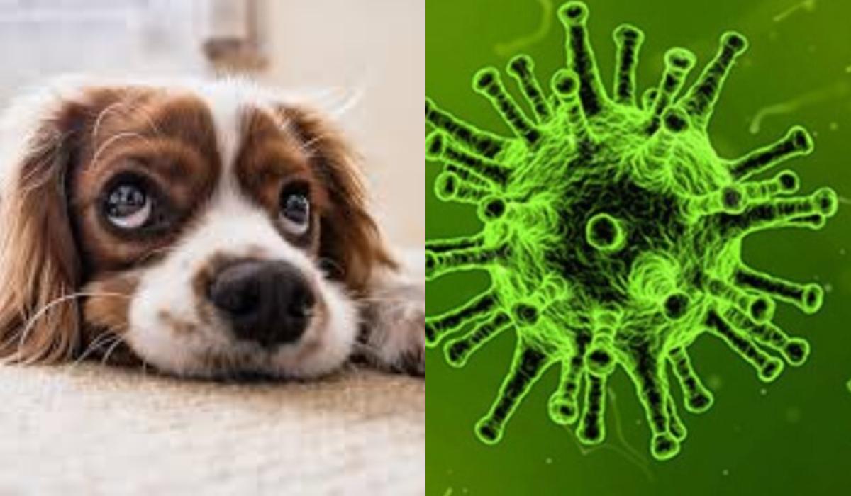 Συναγερμός με την γρίπη των σκύλων : Επιστήμονες προειδοποιούν για νέο επικίνδυνο ιό