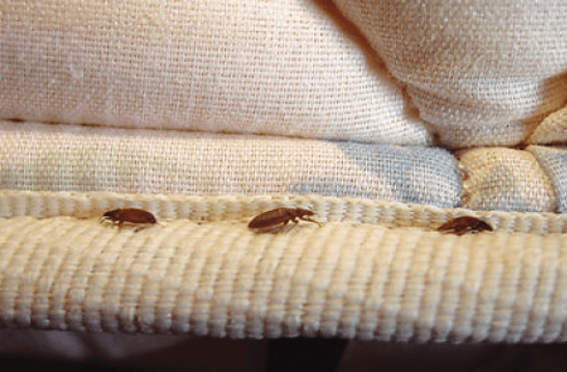 Τσιμπήματα απο έντομα στο κρεβάτι: Δείτε εικόνες και αναγνωρίστε τι σας τσίμπησε